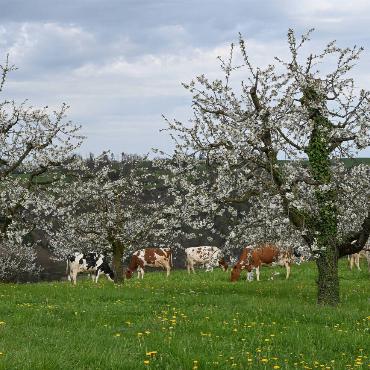 Frühling im Oberbaselbiet: Res Thomet aus Diegten hat blühende Obstbäume und weidende Kühe gefunden.