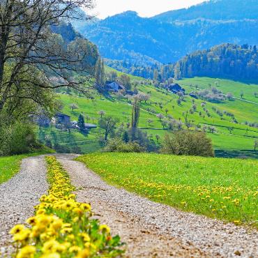 Ein Detail auf den Feldwegen hat es Franz Schweizer aus Bretzwil angetan: Der Blumenschmuck, den ihnen der Frühling verpasst. 