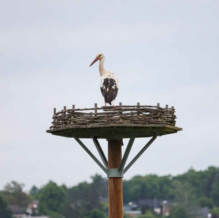Noch hält sich dieser Storch alleine auf dem 
Kunsthorst in auf.
Bild Brigitt Buser