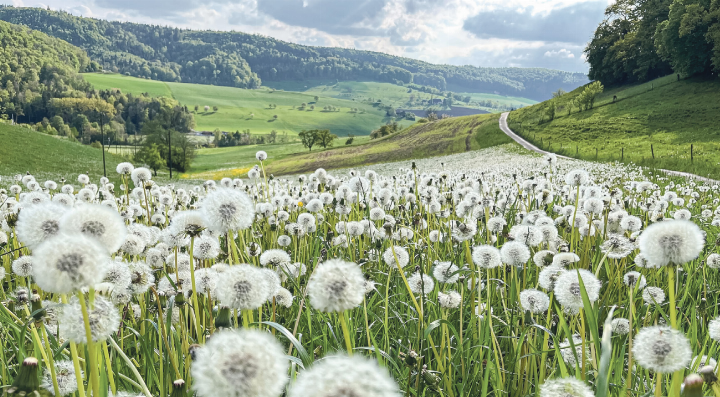 Die «Pappus» der Pusteblumen inspirierten zum morgigen Klangkonzert. Bild zvg