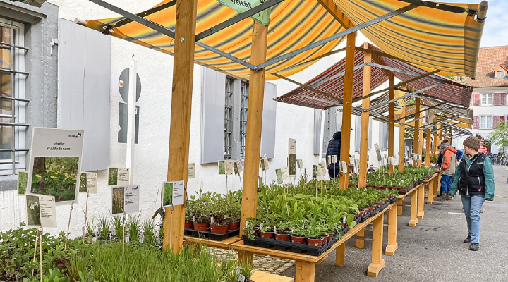 Durch einen naturnahen Garten kann die Biodiversität gefördert und verschiedenen Insektenarten Nahrung geboten werden.
Bild zvg