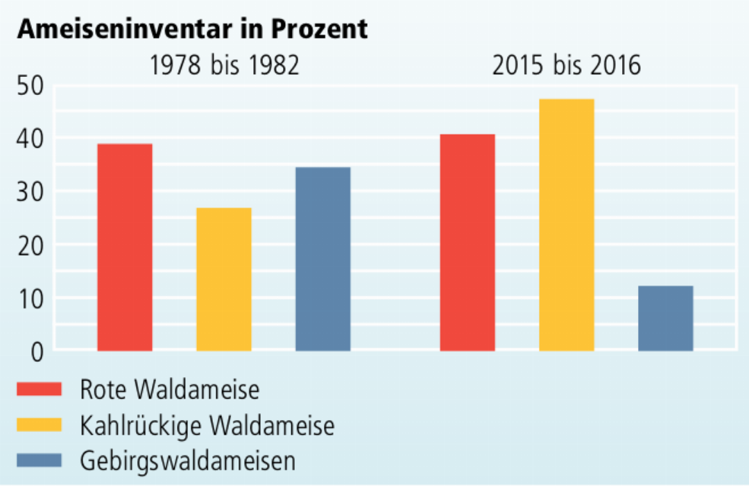 Der Vergleich der Inventare deutet darauf hin, dass der Bestand der Gebirgsameise schwindet. Grafik dp. Der Vergleich der Inventare deutet darauf hin, dass der Bestand der Gebirgsameise schwindet. Grafik dp.