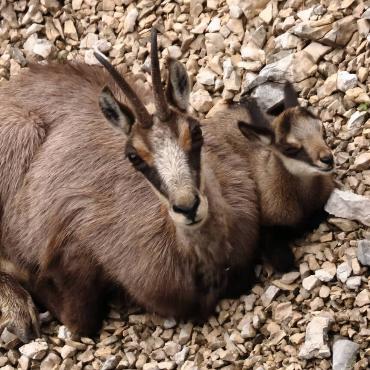 In den Felsen der Combe Grède im Berner Jura hat Bruno Schaub aus Courroux diese Gämsgeiss mit ihrem ungefähr drei bis vier Tage alten Kitz fotografieren können.