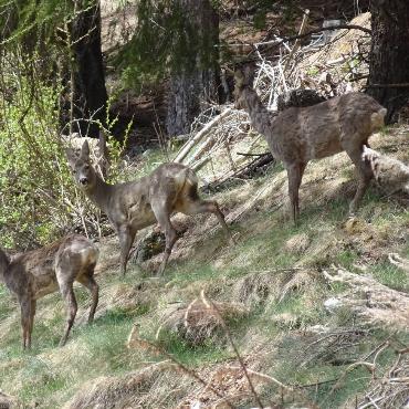 In Saas-Fee auf einem längeren Spaziergang hat Beat Thommen aus Ziefen zufälligerweise diese drei Rehe angetroffen.