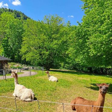 Die Lamas im Grittpark in Niederdorf geniessen ihre Siesta, kommentiert Fritz Häuselmann aus Gelterkinden sein Foto.