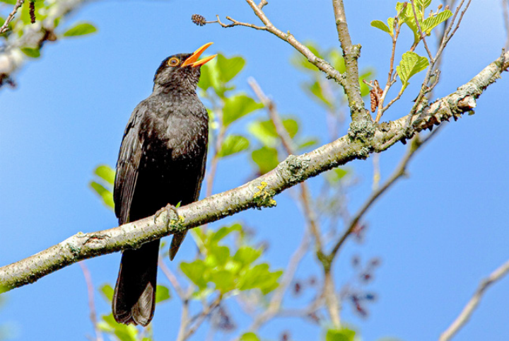 Einer der häufigsten Vögel im Garten: die Amsel.
Bild zvg /Werner Scheuber Einer der häufigsten Vögel im Garten: die Amsel.
Bild zvg /Werner Scheuber