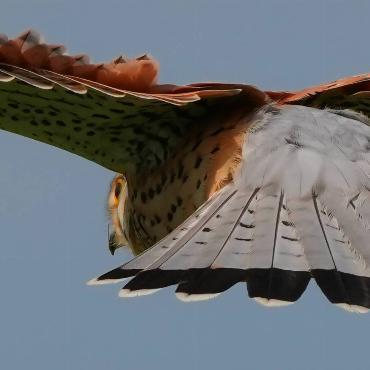 Alles scharf im Blick hat dieser Turmfalke, der auf der Schattebergweid (Geissflue) Satrugan Buser aus Gelterkinden vor die Linse geflogen ist.