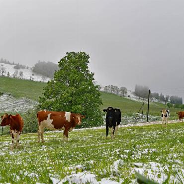 Eisheilige. Diese Kühe staunen über das Weiß auf ihrer Weide im Passwanggebiet, eigentlich sollte doch Frühling sein, schreibt Franz Schweizer aus Bretzwil am 12. Mai.