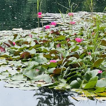 Auch am malerischen Montiggler See im Südtirol steht die Welt Kopf, schreibt Sandra-Marina Handschin aus Sissach zu ihrem Bild.