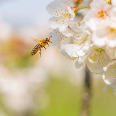 Im Baselbiet konnte Jan Furler aus Bubendorf bei den traumhaft blühenden Kirschbäumen Bienen fotografieren.