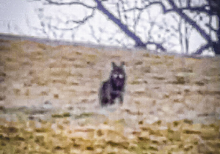 Ein Wolf? Diese Aufnahme aus Langenbruck stammt aus dem Jahr 2025. Bild Archiv vs