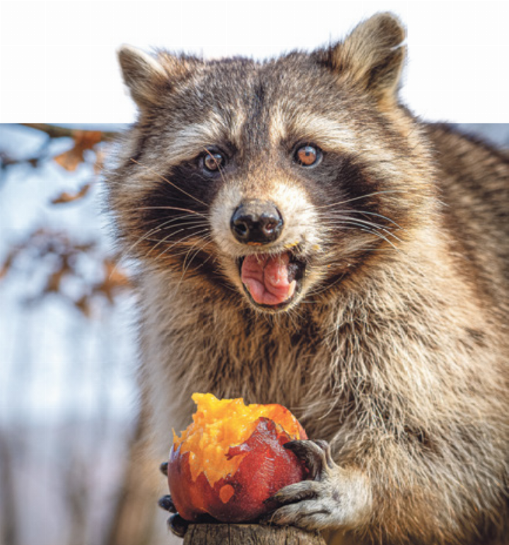 Im Tierpark gibt es auch Waschbären zu sehen. BIld zvg