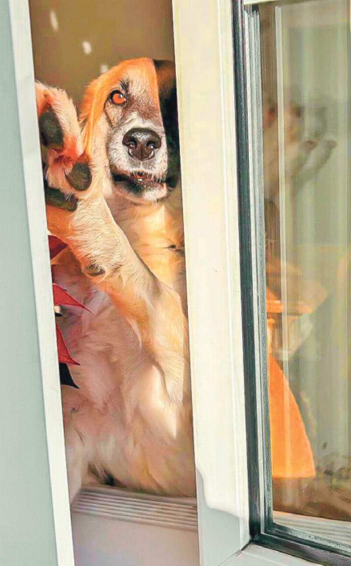 Hunde werden bei Nathalie Laissue mit Geduld und Herz trainiert. Bild zvg