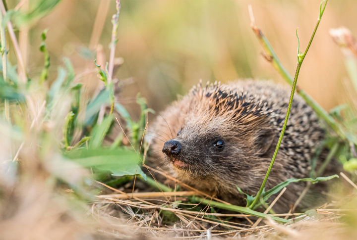 Bild zvg / Pro Natura Bild zvg / Pro Natura