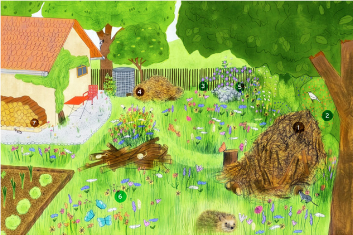 Igel mögen Astund Laubhaufen, Wildhecken, Komposthaufen und Blumenwiesen.
Bild zvg