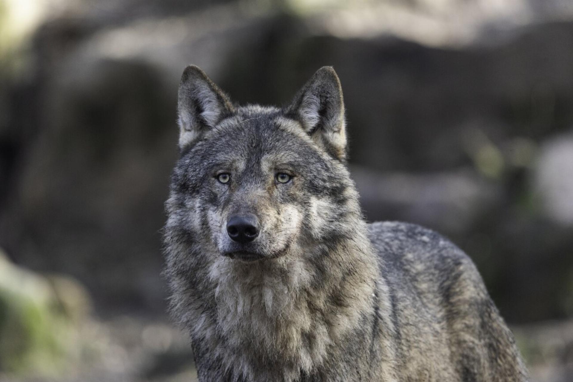 DNA-Analyse bestätigt: Es war ein Wolf - Das Bild wird blockiert. – Möglicherweise durch einen aktiven Adblocker.