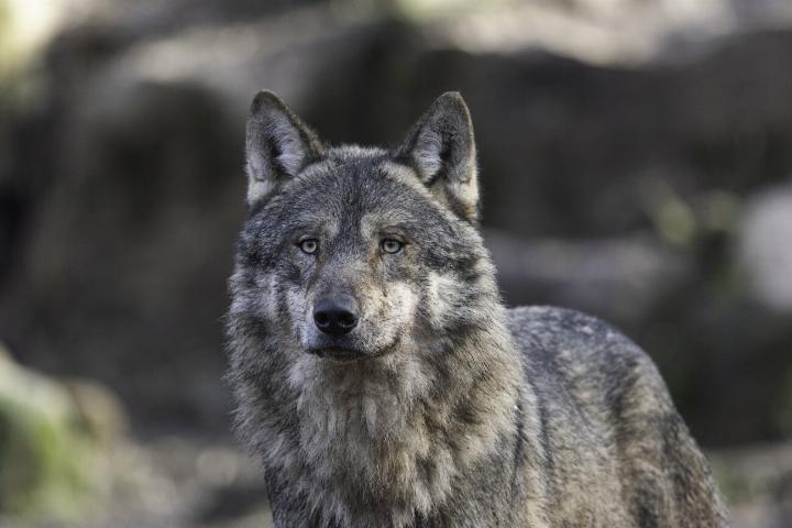 Kein Hund, sondern ein Wolf hat die beiden Schafe in Bennwil gerissen. Ob er sich noch in der Region aufhält, ist aber unklar. Bild pixabay Kein Hund, sondern ein Wolf hat die beiden Schafe in Bennwil gerissen. Ob er sich noch in der Region aufhält, ist aber unklar. Bild pixabay