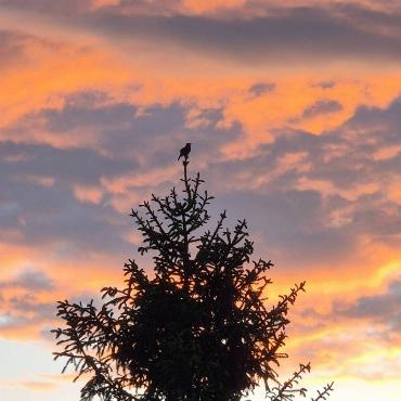 Den Abendgesang einer Amsel auf der Baumspitze vor wunderschönem Abendrot genoss Carole Buser-Handschin aus Niederdorf.