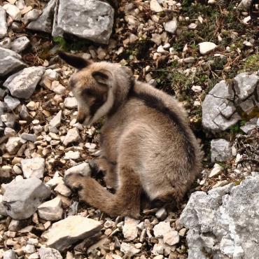 Ein scheinbar verlassenes, neugeborenes Gämskitz in der Combe Grède im Berner Jura, das jedoch von seiner nicht weit entfernten Mutter im Auge behalten wird. Diese Naturszene dokumentierte Bruno Schaub aus Courroux.