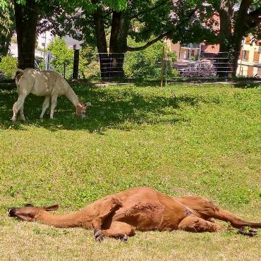 So schön braun ist dieses Lama im Grittpark in Niederdorf schon. Und trotzdem liegt es noch an der prallen Sonne, stellt Fritz Häselmann aus Gelterkinden. Das andere im Hintergrund hält sich lieber im Schatten auf. 