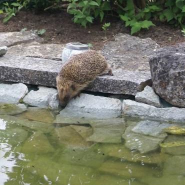 Manchmal erhält die Familie von Peter Thommen in Bubendorf von einem Igel. Er kommt zu ihrem Biotop, um Wasser zu trinken.