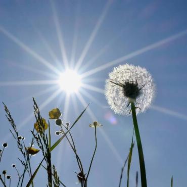 Die Pusteblume geniesst die letzten Sonnenstrahlen. Das wunderschöne Foto hat Ivo Schädler aus Läufelfingen komponiert. 