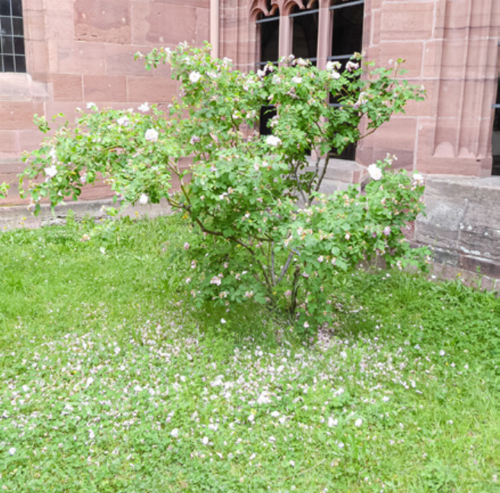 Temperaturen wie an Eisheiligen – und wie an Hundstagen …