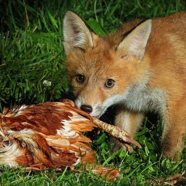 «Wo hat denn dieser kleine Mann das grosse Huhn her?» - Das schreibt Hans Reber aus Sissach zu diesem Bild eines Fuchses mit Beute.
