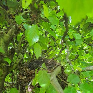 Sie entgeht dem Blick fast: Peter Mumenthaler aus Läufelfingen hat diese junge Amsel im nest fotografiert.