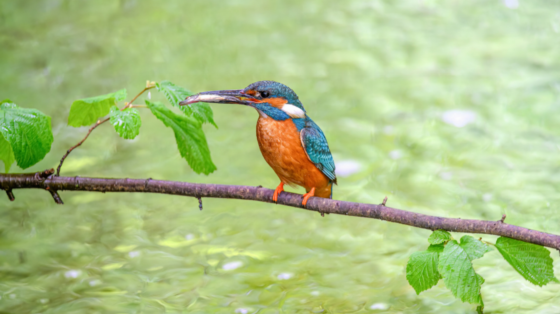 Eisvogel und andere Naturjuwelen - Das Bild wird blockiert. – Möglicherweise durch einen aktiven Adblocker.