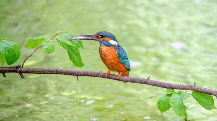 Ein Eisvogel hat eine Groppe, einen kleinen Fisch, erbeutet. Bilder Beat Schaffner