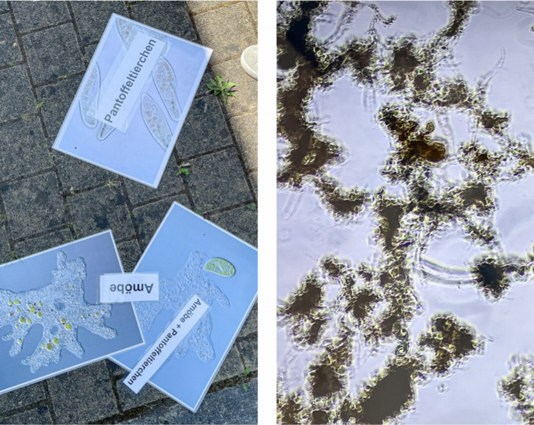Die Teilnehmenden der Führungen sollen den Helferlein in der biologischen Reinigung (auf Fotos und unter dem Mikroskop) ihre Namen zuordnen. Die Teilnehmenden der Führungen sollen den Helferlein in der biologischen Reinigung (auf Fotos und unter dem Mikroskop) ihre Namen zuordnen.