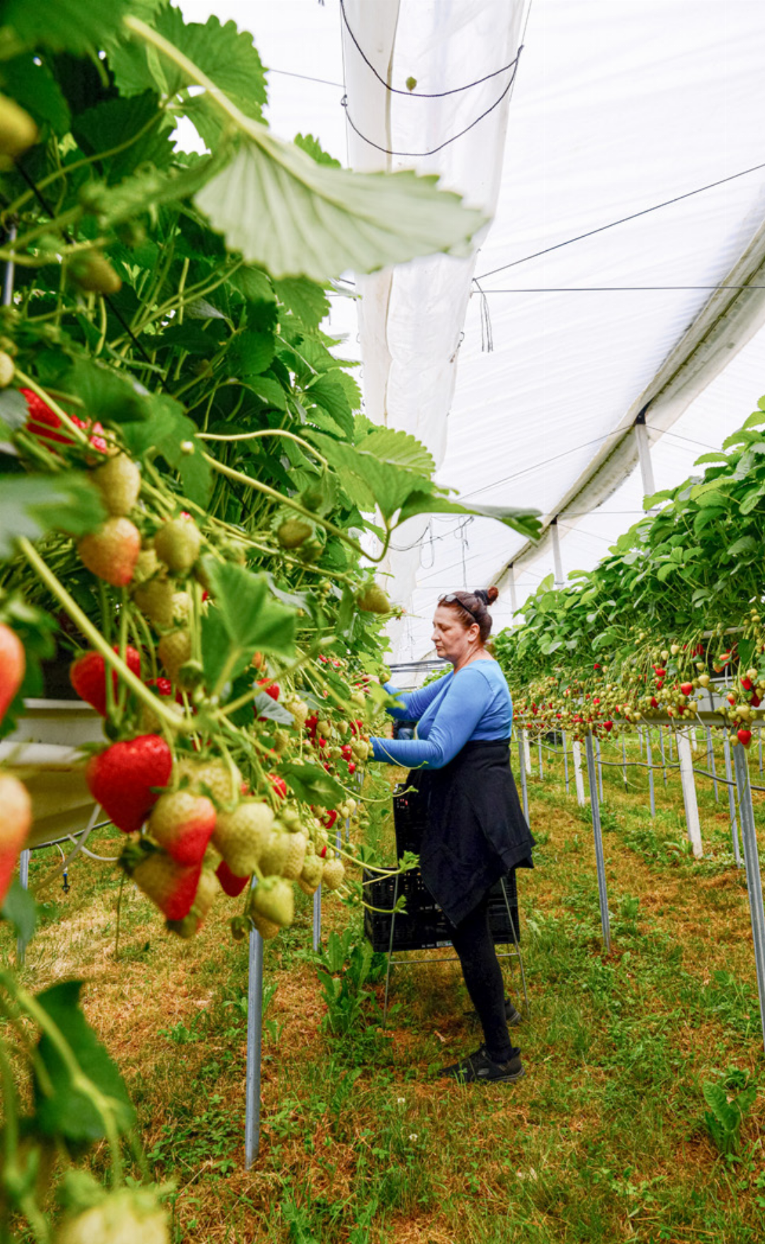 7500 Tonnen Erdbeeren erwartet die Branche in der Schweiz dieses Jahr. Um diese Menge zu pflücken, sind die grösseren Produzenten auf Erntehelferinnen angewiesen, die oft aus Osteuropa anreisen.
Bild Noel Bühlmann 7500 Tonnen Erdbeeren erwartet die Branche in der Schweiz dieses Jahr. Um diese Menge zu pflücken, sind die grösseren Produzenten auf Erntehelferinnen angewiesen, die oft aus Osteuropa anreisen.
Bild Noel Bühlmann