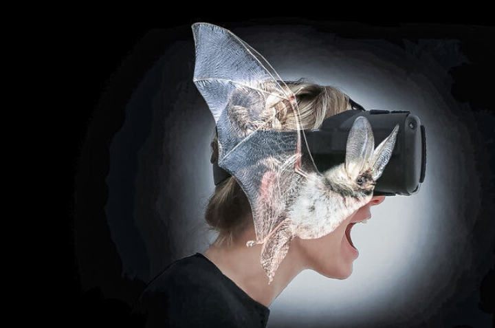 Mit einer VR-Brille tauchen Besucherinnen und Besucher in die Welt der Fledermäuse ein.
Bild zvg