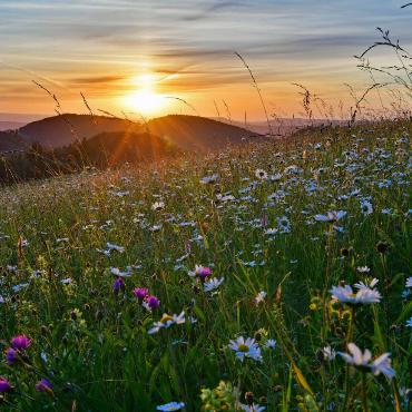 Diese Blumenwiese ein Paradies für Bienen und Insekten - und fürs Auge. Wir bedanken uns dafür bei Franz Schweizer aus Bretzwil.