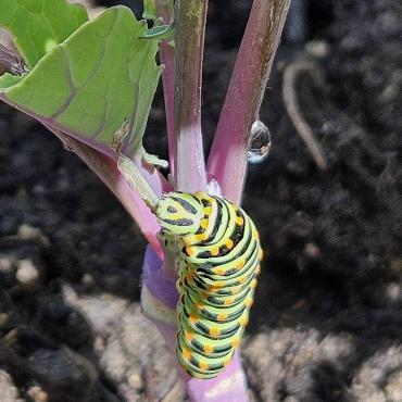 Aus dieser Raupe, der Elsbeth Stadelmann aus Augst begegnete, wird einmal ein wunderschöner Schwalbenschwanz-Schmetterling.