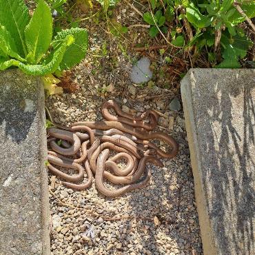 Unter einer Gartenplatte hat Karin Thommen Schwald aus Gelterkinden mehrere Blindschleichen entdeckt.