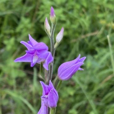 Zu seiner Freude stiess Hans Rickenbacher beim Mähen einer Öko-Wiese in Zeglingen auf diese Orchidee. Es handelt sich um ein Rotes Waldvöglein. 