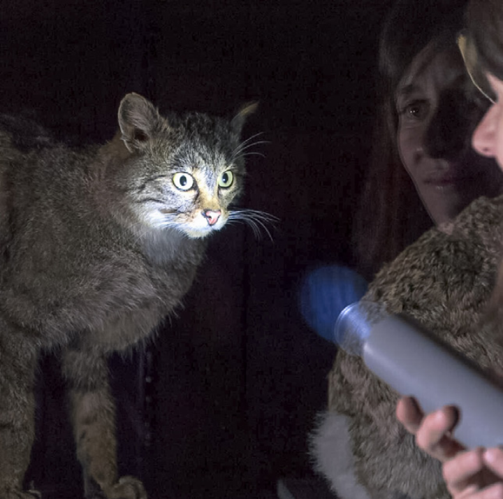 Die Wildkatze gehört zu den heimlichen Bewohnern des Baselbiets.
Bild zvg