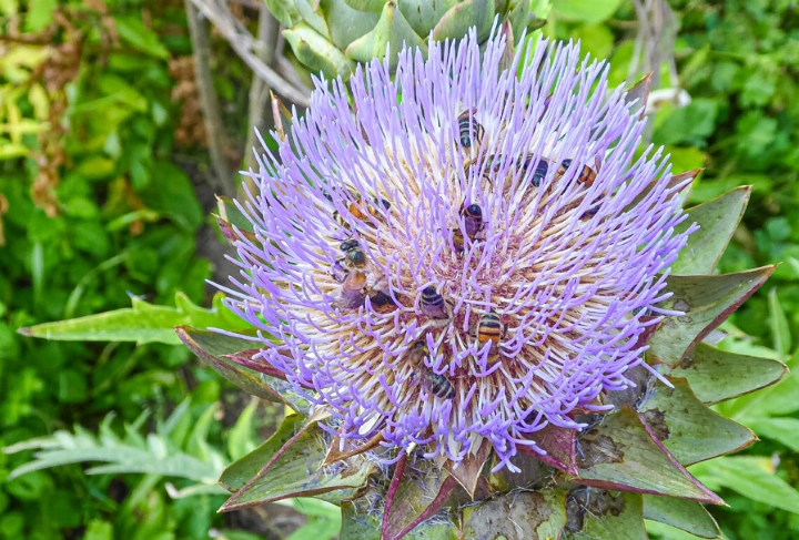 Artischockenblüte mit Honigbienen. Bild Heinz Döbeli