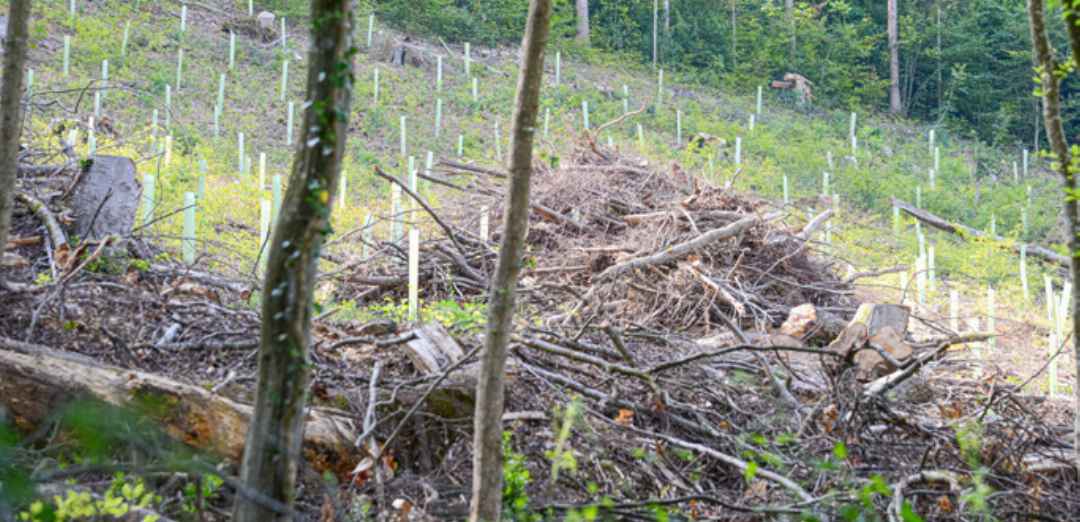 Das geräumte Gebiet ist mit 500 Jungbäumen – Eichen, Spitzahornen und Wildkirschen – bepflanzt worden. Das geräumte Gebiet ist mit 500 Jungbäumen – Eichen, Spitzahornen und Wildkirschen – bepflanzt worden.
