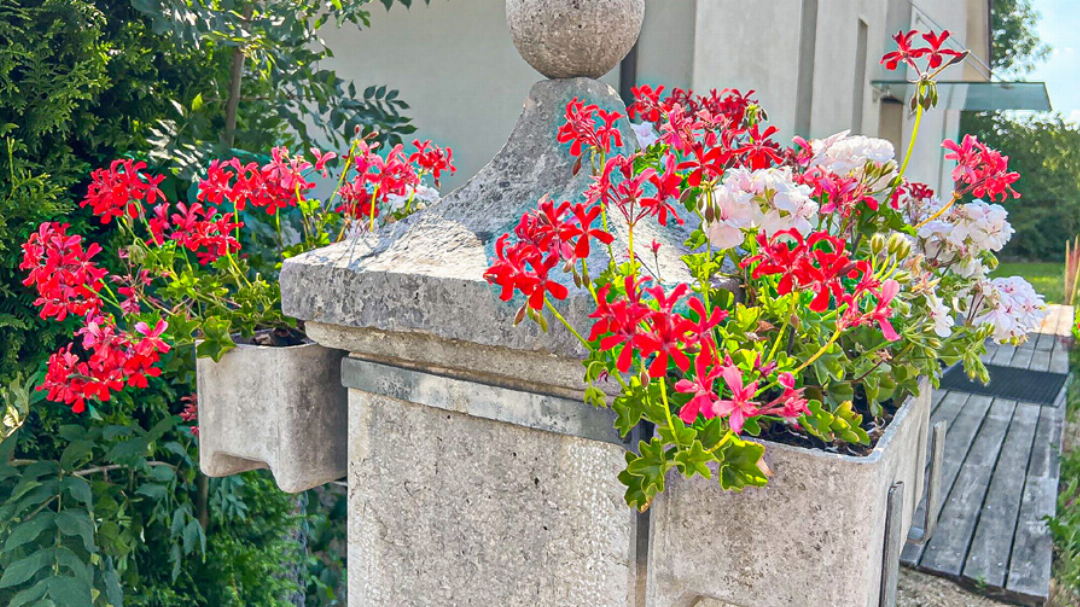 Blumenschmuck ziert einen Arisdorfer Brunnen. Auf den Aufruf der Gemeinde, die Pflanzen zu pflegen, haben sich bisher vier Personen gemeldet. Blumenschmuck ziert einen Arisdorfer Brunnen. Auf den Aufruf der Gemeinde, die Pflanzen zu pflegen, haben sich bisher vier Personen gemeldet.