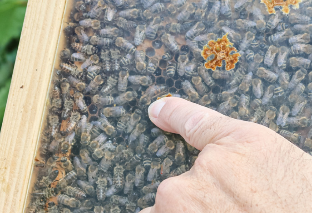 Die etwas grössere und schmalere Bienenkönigin, umringt von Arbeiterbienen. Die etwas grössere und schmalere Bienenkönigin, umringt von Arbeiterbienen.