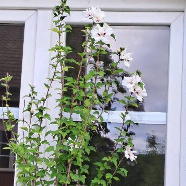 Fritz Häuselmann zeigt die acht Hibiscusblüten vor seinem Fenster, die sich innerhalb von zwei Tagen geöffnet haben. 