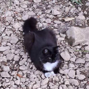 Eine von Fritz Häuselmann fotografierte Katze im ( wieder ) ausgetrockneten Bachbett des Eibachs in Gelterkinden fragt sich wo die Fischlein sind.