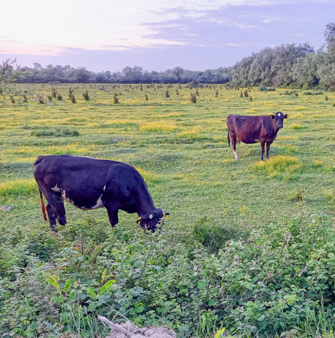 Nordalbanien zeigt sich von seiner ländlichen Seite: Kühe weiden in einer grünen Landschaft. Nordalbanien zeigt sich von seiner ländlichen Seite: Kühe weiden in einer grünen Landschaft.