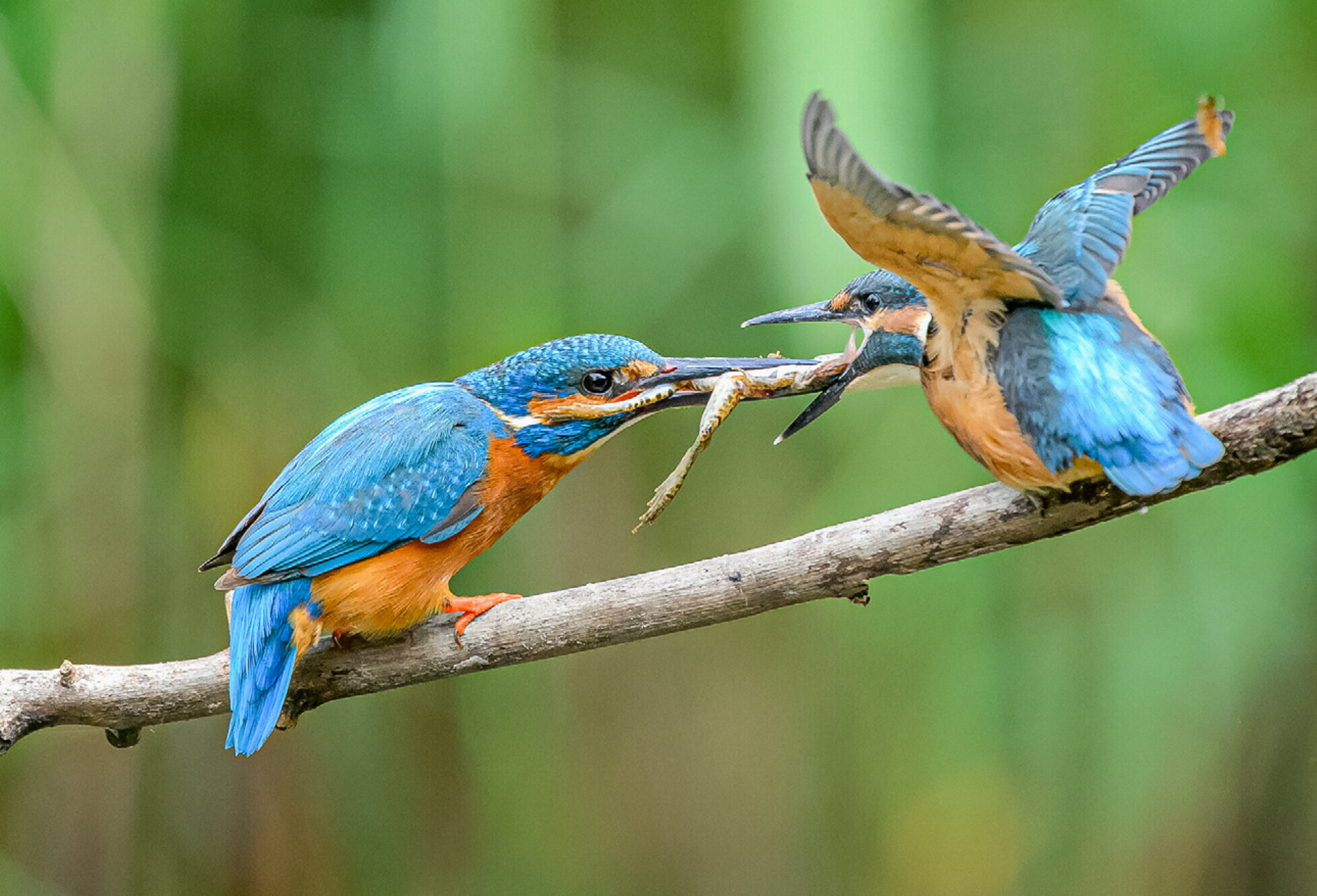Eisvogel beobachten - Das Bild wird blockiert. – Möglicherweise durch einen aktiven Adblocker.