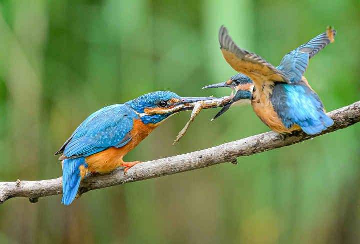 Ein Eisvogel hat reichen Fang gemacht – ein zweiter will etwas davon abhaben. Bild zvg / BirdLife / Renate Delphis
