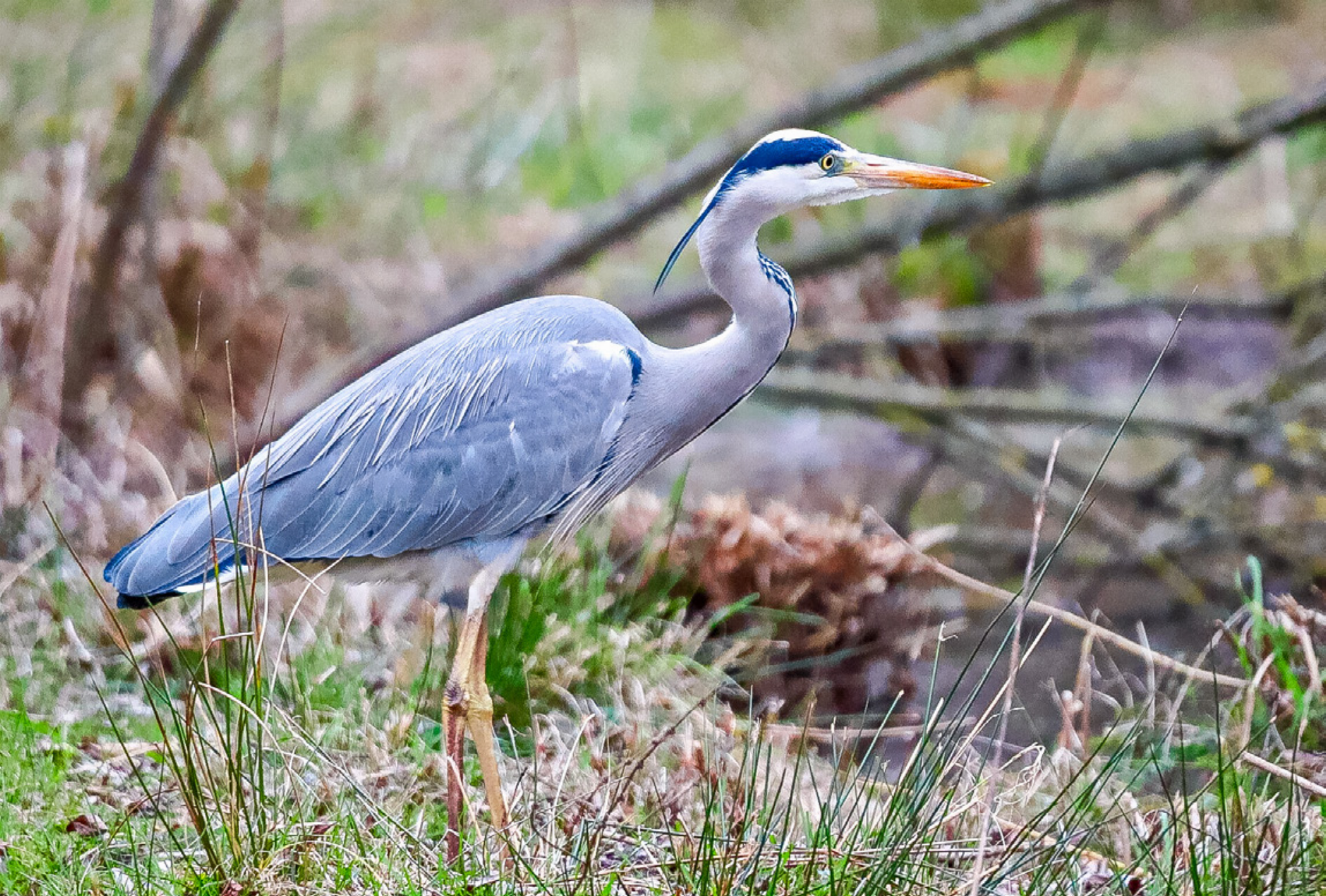 Wildtiere trotzen Hitze und Wassermangel - Das Bild wird blockiert. – Möglicherweise durch einen aktiven Adblocker.