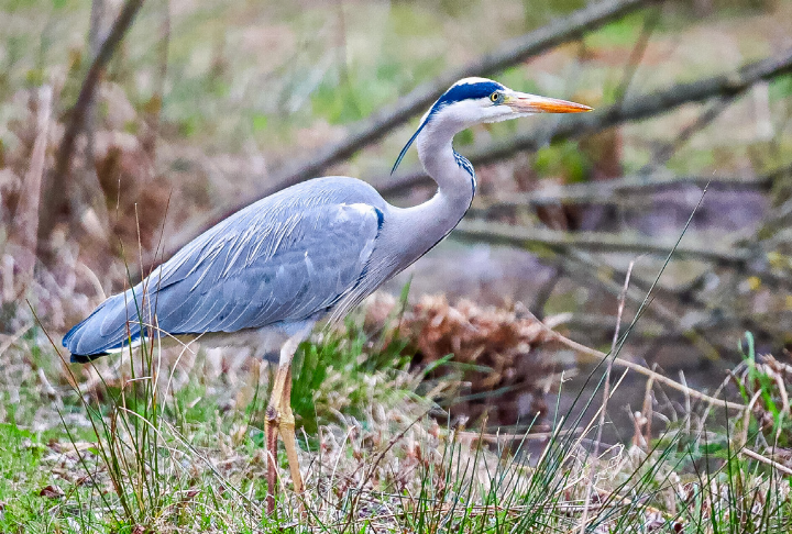 Für Vögel wie den Graureiher ist die Trockenheit weniger problematisch, da sie mobil sind und Wasserstellen finden können.
Bild Pixabay Für Vögel wie den Graureiher ist die Trockenheit weniger problematisch, da sie mobil sind und Wasserstellen finden können.
Bild Pixabay